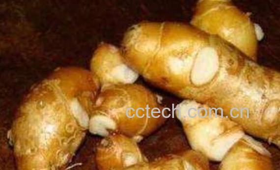 沙姜和风酱的区别 沙姜怎么吃最好-0