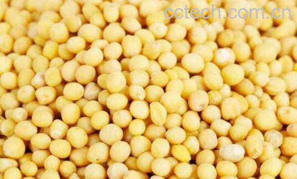 芥末籽怎么加工才能吃 芥末籽怎么做成芥末-0