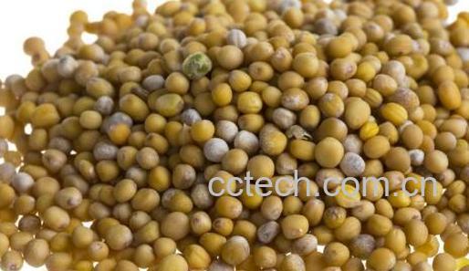 芥末籽和芥末的区别-1