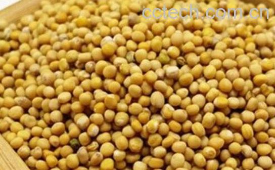 芥末籽和芥末的区别-0