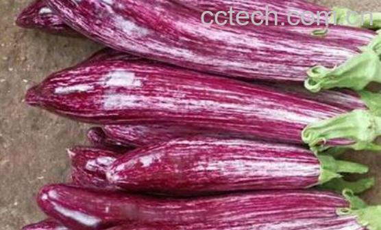  花茄子的功效与作用-1