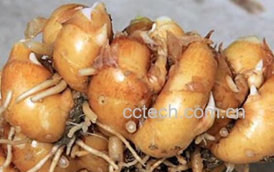 沙姜对男人有什么伤害 与沙姜相克的食物-1