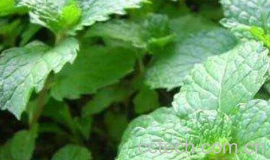 吃香花菜的禁忌 香花菜不适宜人群-0