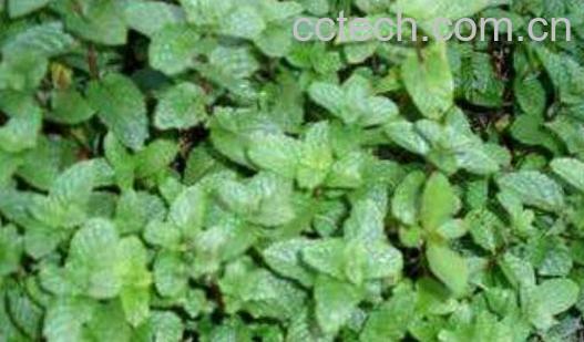 吃香花菜的禁忌 香花菜不适宜人群-1