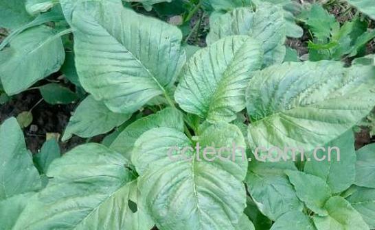 野菜人心菜的功效和作用-0