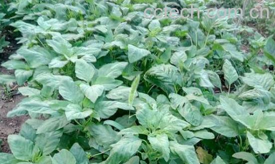 野菜人心菜的功效和作用-1