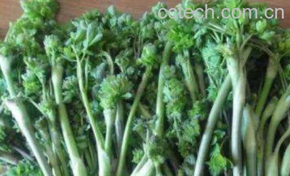 五爪子野菜的功效与作用-0