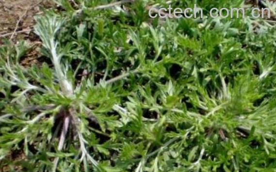 野菜咪咪蒿有什么功效-1