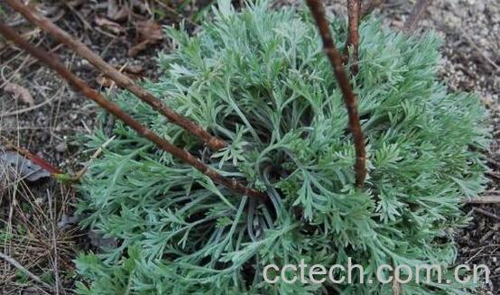 野菜咪咪蒿有什么功效-0