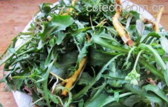 农村清热解毒的野菜有哪些-0