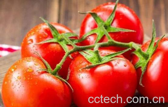 番茄红素对男人的功效与作用 男人吃番茄素有什么好处-0