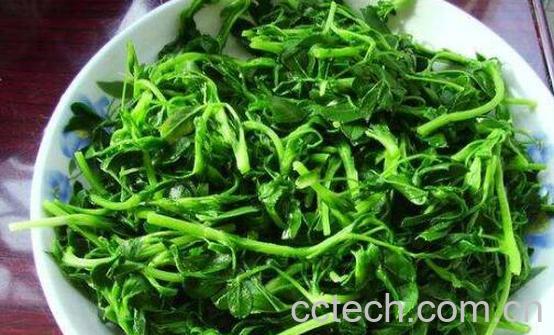 苜蓿怎么做着吃 苜蓿的家常做法大全-0