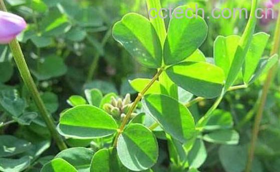 新鲜苜蓿怎么保存时间长 苜蓿能冷冻保存吗-0