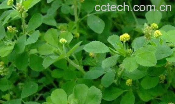 新鲜苜蓿怎么保存时间长 苜蓿能冷冻保存吗-1