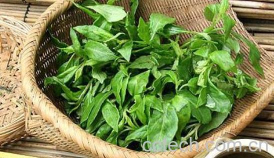 革命菜怎么吃 革命菜怎么做好吃-0