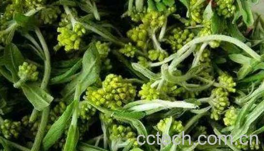 水印草有什么功效与作用-0