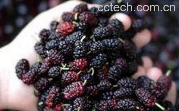 食疗补肾吃什么食物最好-0