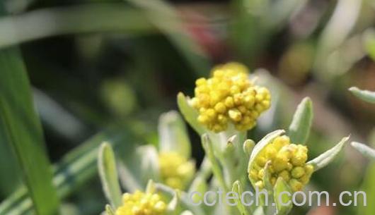 水印草有什么功效与作用-1