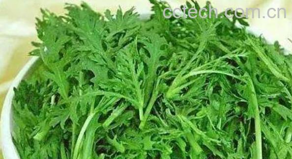 皇帝菜是什么样子 皇帝菜什么人不能吃-0