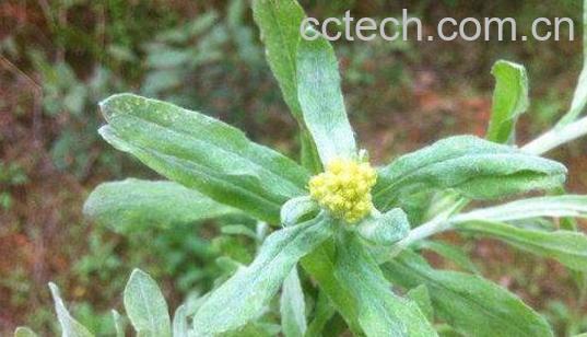 水腻子草的功效与作用-0