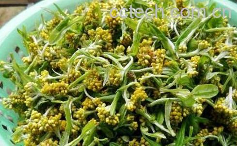 水腻子草的功效与作用-1