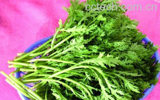 皇帝菜是什么样子 皇帝菜什么人不能吃-1