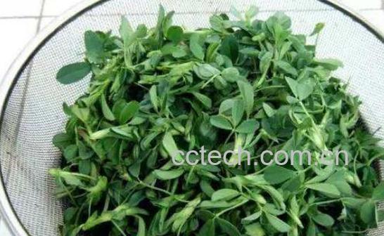 女人吃苜蓿的好处-1