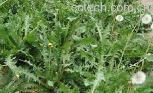 野生蒲公英如何处理 野生蒲公英的功效-0