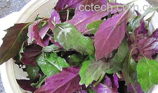 紫背菜的功效与作用 紫背菜什么人不能吃-1