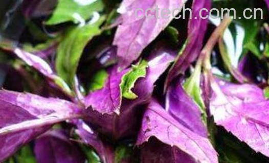 紫背菜的功效与作用 紫背菜什么人不能吃-0