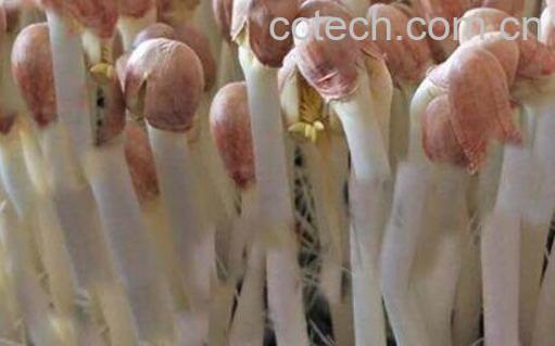 家庭水发花生芽的方法 花生芽在家最简单的方法-1