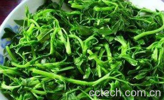 苜蓿怎么吃好 哪些人不能吃苜蓿-1