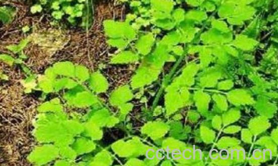 豆瓣菜的功效与作用 豆瓣菜怎么做好吃-1