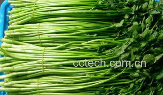 毒芹菜和野芹菜的区别 野芹菜的功效与作用-1