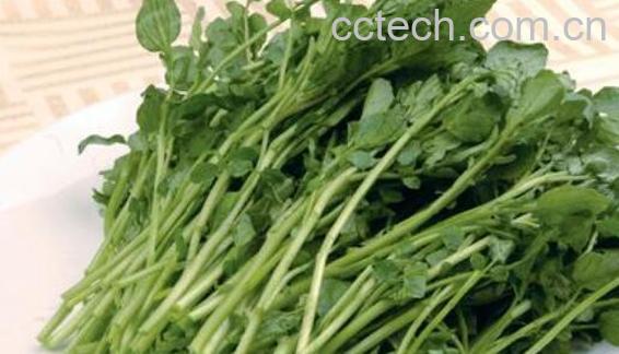 豆瓣菜的功效与作用 豆瓣菜怎么做好吃-0