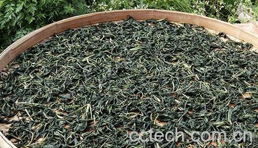 苦菜晒干泡水的功效与作用-0