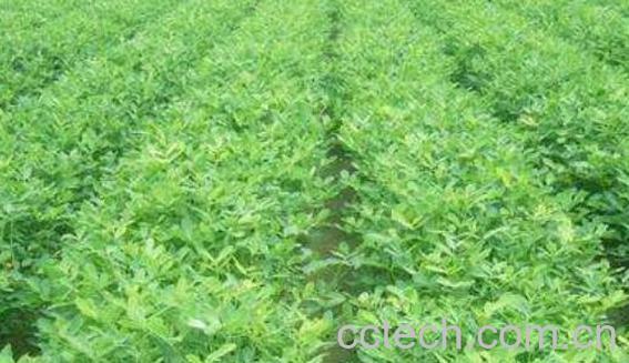 干花生苗的功效与作用-1