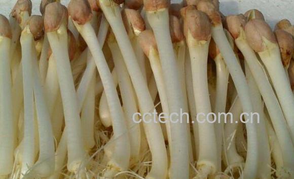 花生苗怎么处理再吃 花生苗哪些部分不能吃-0