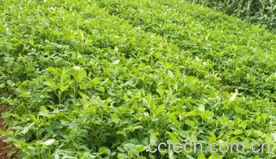 花生老苗的功效与作用-0