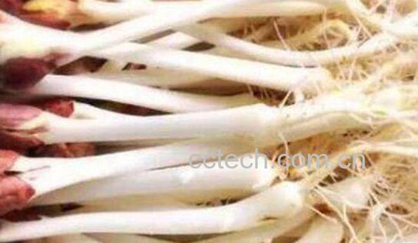 花生苗对身体有何益处-0