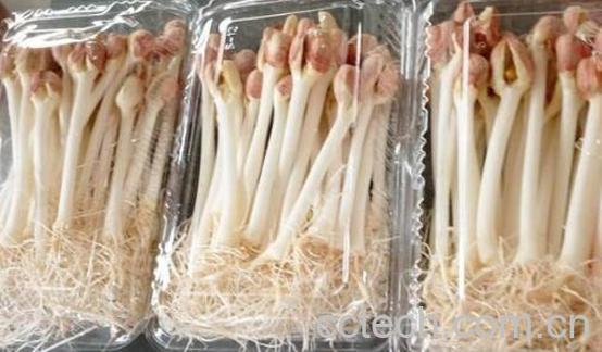 花生苗对身体有何益处-1