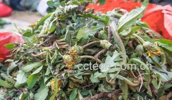 蒲公英怎么晒干的做法-0