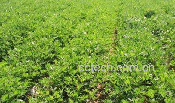 花生老苗的功效与作用-1