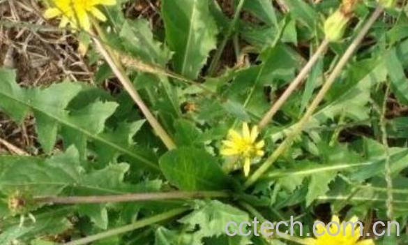 自己挖的蒲公英怎么处理 -1