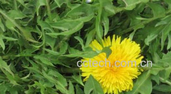 自己挖的蒲公英怎么处理 -0