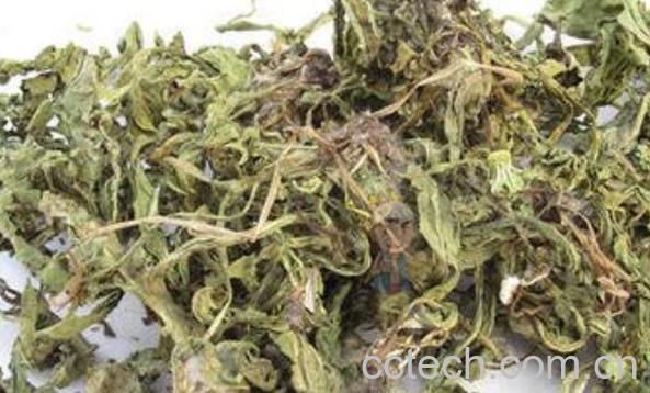 蒲公英怎么晒干的做法-1