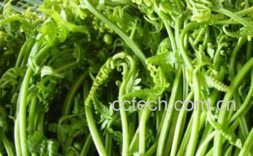 猴腿菜怎么吃 猴腿菜的做法大全-1