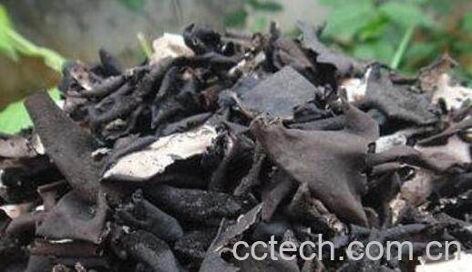 石耳怎么吃 石耳怎么清洗-0