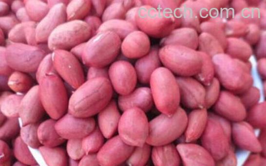 红皮花生和普通花生有什么区别-1