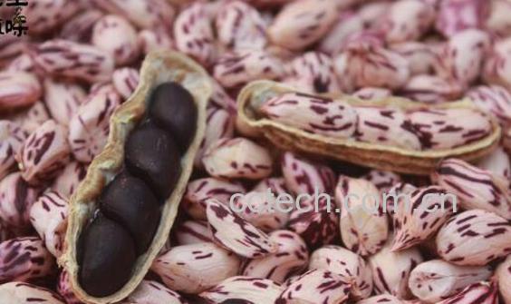 七彩花生的功效与作用 七彩花生的营养价值-0